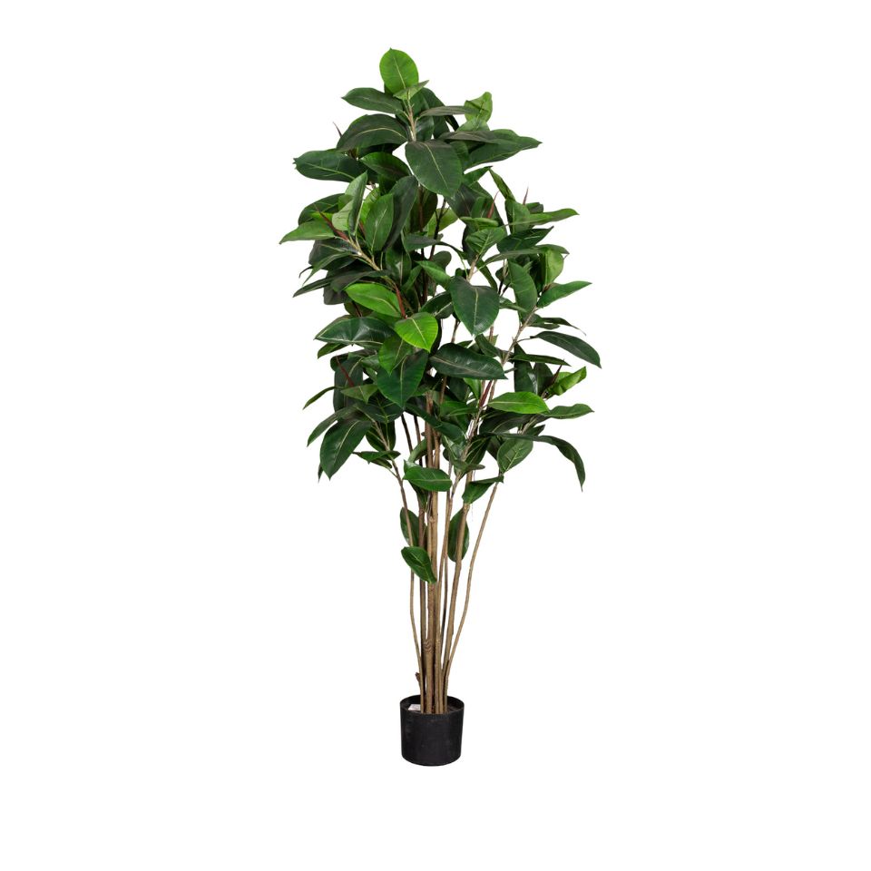 Götessons Ficus Robusta H.1800