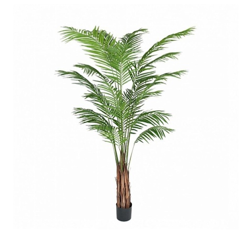 Götessons Areca palm H.2100